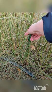 高度60厘米迎春花