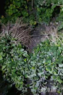 高度30厘米海滨木槿