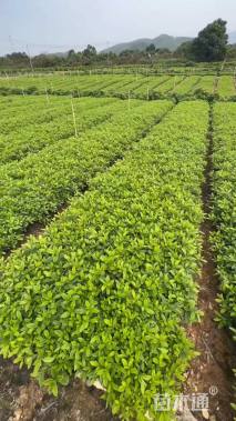 高度26厘米毛鹃