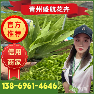 高度20厘米蓝花鸢尾