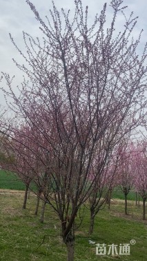 高度450厘米红叶榆叶梅