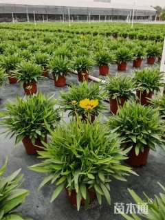 金鸡菊种子金鸡菊种子