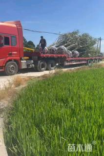 12公分乐昌含笑