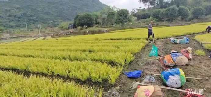 高度10厘米金叶菖蒲