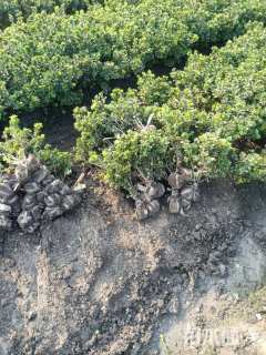 高度30厘米夏鹃