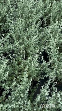 高度30厘米沙木蓼