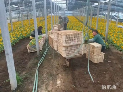 高度30厘米向日葵