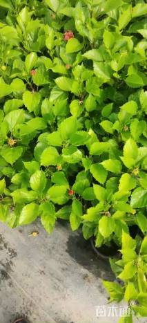 高度40厘米木槿