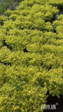 高度30厘米亮晶女贞小苗