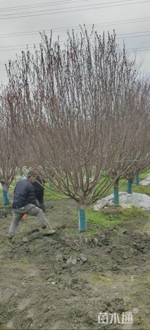 14公分绚丽海棠