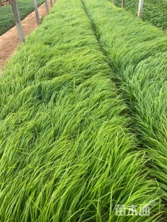 高度30厘米紫穗狼尾草