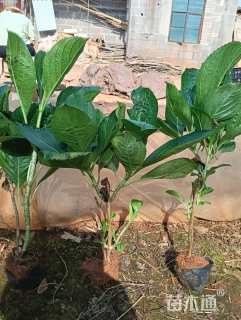 高度25厘米绣球