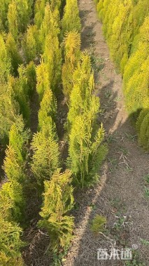 高度40厘米洒金柏