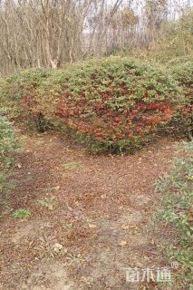 冠幅150厘米火棘球