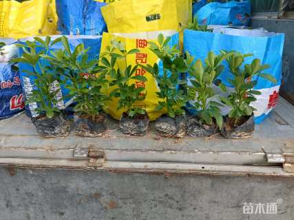 高度20厘米鸭脚木