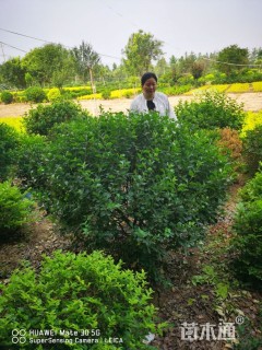 冠幅50厘米胶东卫矛球