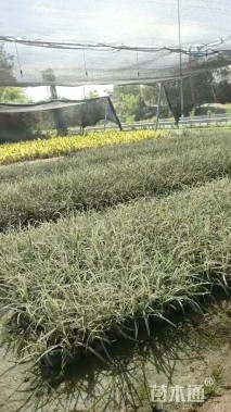 高度30厘米沿阶草