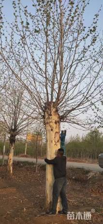 28公分速生法桐