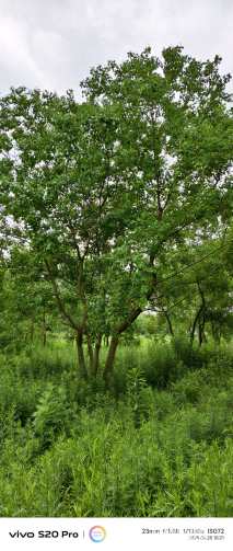 50公分(5杆)丛生乌桕