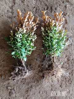 高度40厘米瓜子黄杨小苗