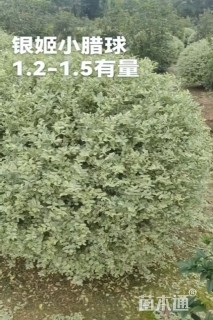 冠幅150厘米银姬小蜡球