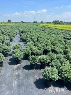 高度40厘米蓝色波尔瓦