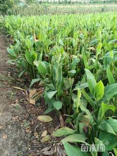 50厘米黄花美人蕉