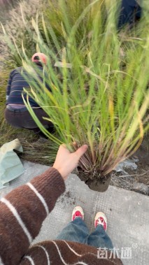 高度100厘米紫穗狼尾草