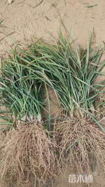 高度15厘米细叶麦冬草