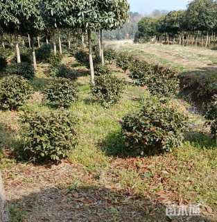 冠幅100厘米茶梅球