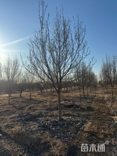 15公分造型小叶女贞