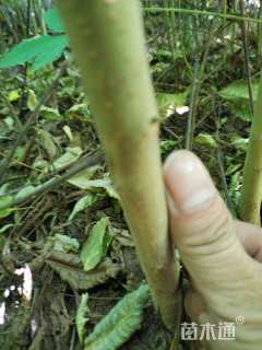 高度100厘米栾树小苗