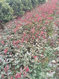 0.5公分红叶石楠