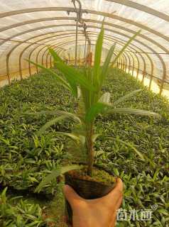 裸干高25厘米棕竹