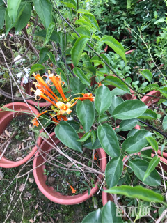 炮仗花