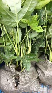 高度30厘米八角金盘