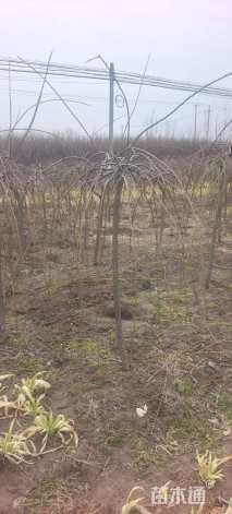 高度120厘米垂梅