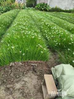 高度15厘米葱兰