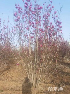 高度500厘米丛生玉兰