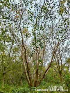 80公分(3杆)丛生乌桕