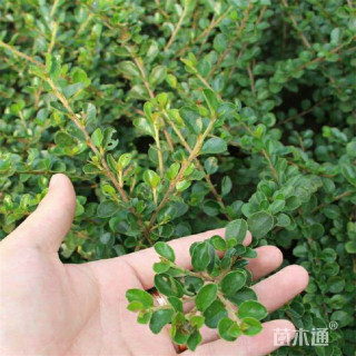 高度50厘米平枝荀子