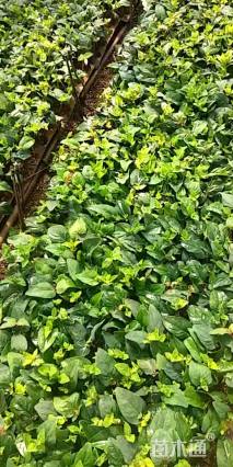 高度10厘米月季