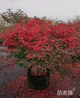 高度100厘米火焰卫矛