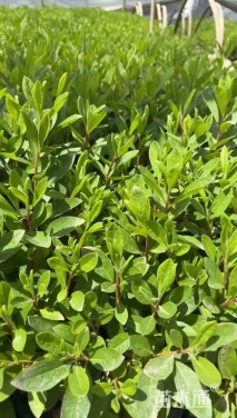 高度30厘米毛鹃