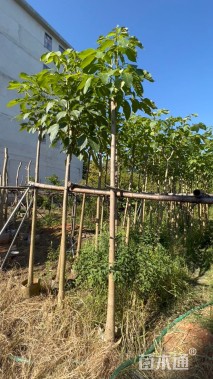 5公分红花风铃木