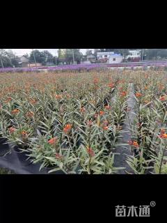 高度30厘米马利筋