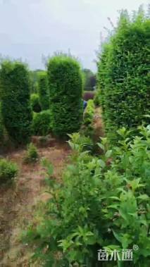 高度200厘米小叶女贞柱