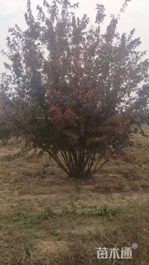 高度7000厘米丛生茶条槭