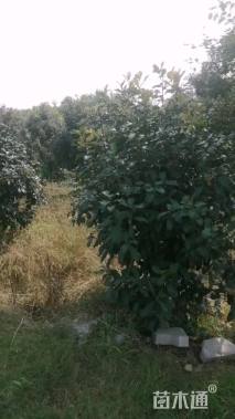 18公分本石楠