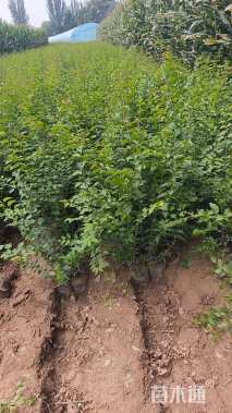 60公分暴马丁香